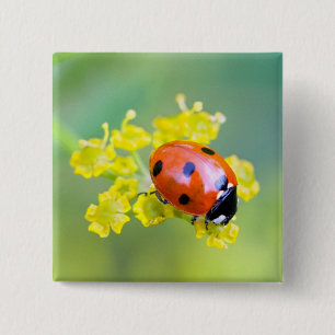 lady on top 2 inch square button