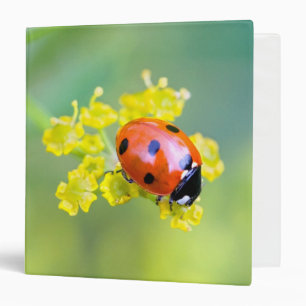 lady on top binder