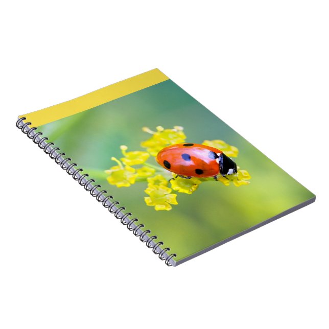 lady on top notebook (Right Side)