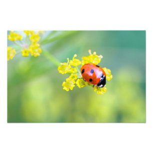 lady on top photo print