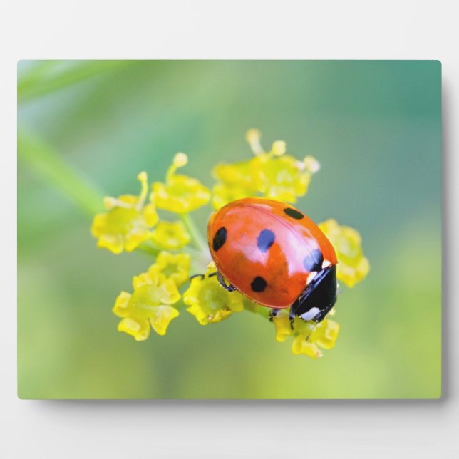 lady on top plaque (Front)