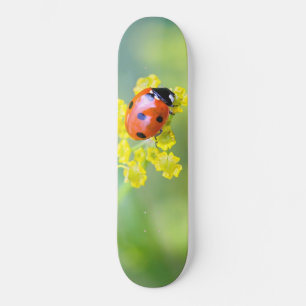 lady on top skateboard