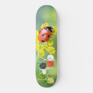 lady on top skateboard