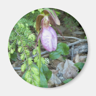 Lady Slipper 2 Magnet