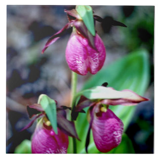 Lady Slipper I, Pink Green Garden Delight Tile