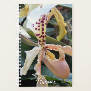 Lady Slipper Orchid Floral