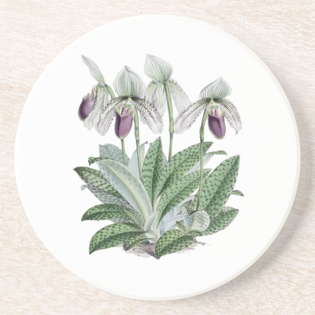 Lady Slipper Orchid Sandstone Drink Coaster (Front)