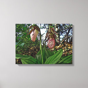 Lady Slipper Orchid Wildflower Canvas Print