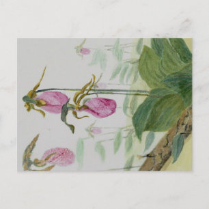 Lady Slippers Postcard