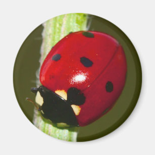ladybeetle magnet