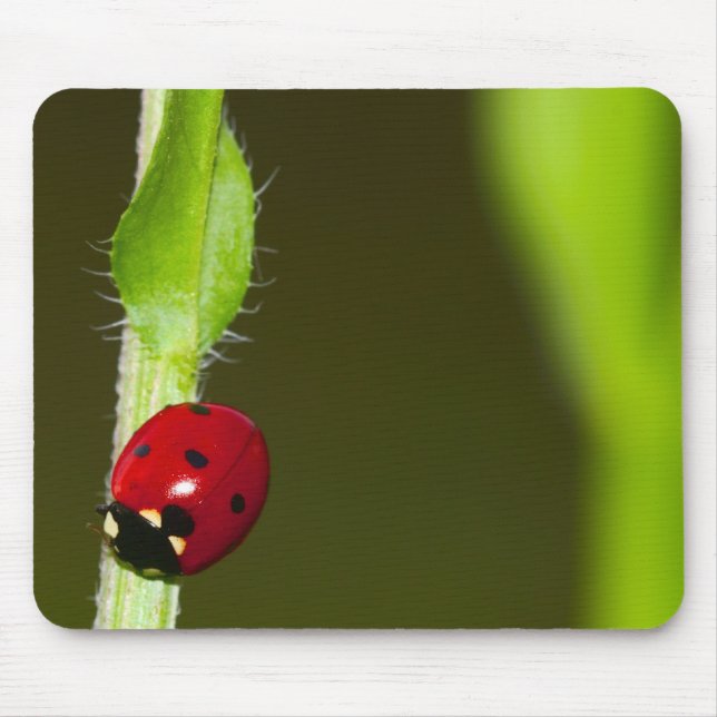 Ladybeetle mousepad (Front)