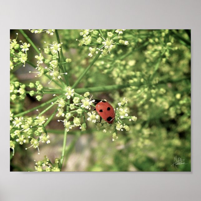 Ladybird [Art Print] Poster (Front)