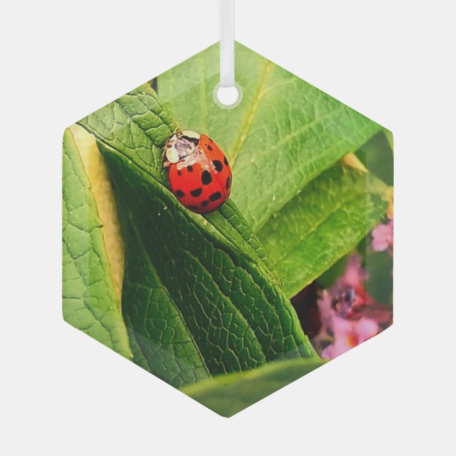 Ladybird Glass Ornament (Front)