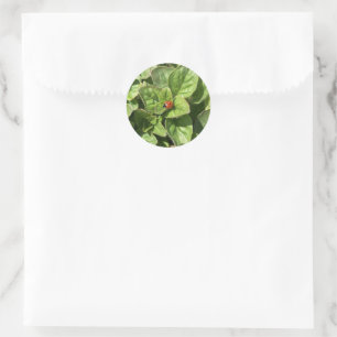 Ladybird in the Park Classic Round Sticker
