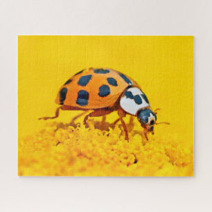 Ladybird, jaune, puzzle