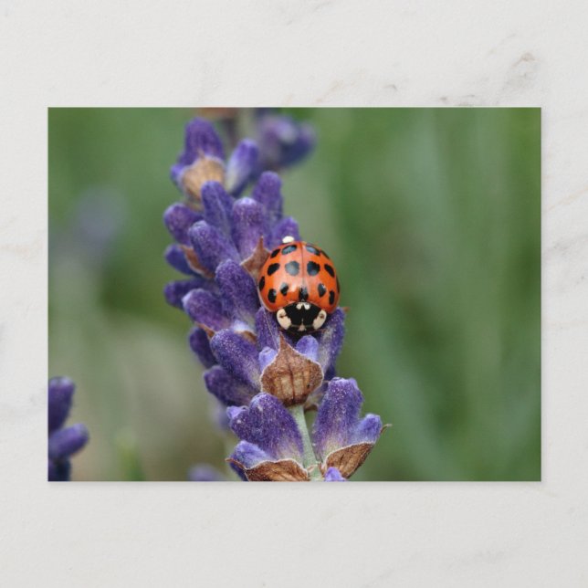 Ladybird loves lavender postcard (Front)