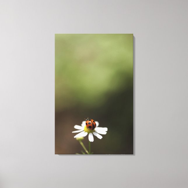 Ladybird on Chamomile Flower Canvas Print (Front)