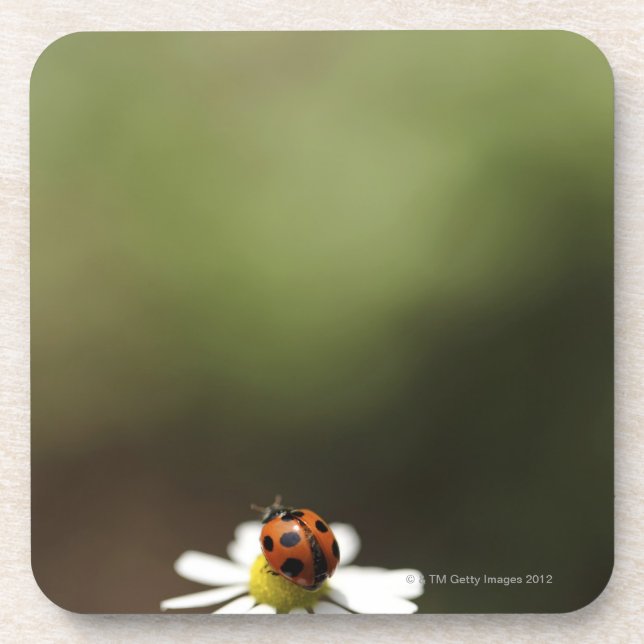 Ladybird on Chamomile Flower Coaster (Front)