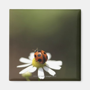 Ladybird on Chamomile Flower Magnet