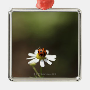 Ladybird on Chamomile Flower Metal Ornament