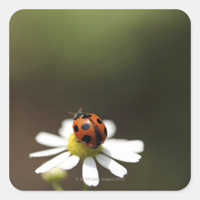 Ladybird on Chamomile Flower Square Sticker (Front)