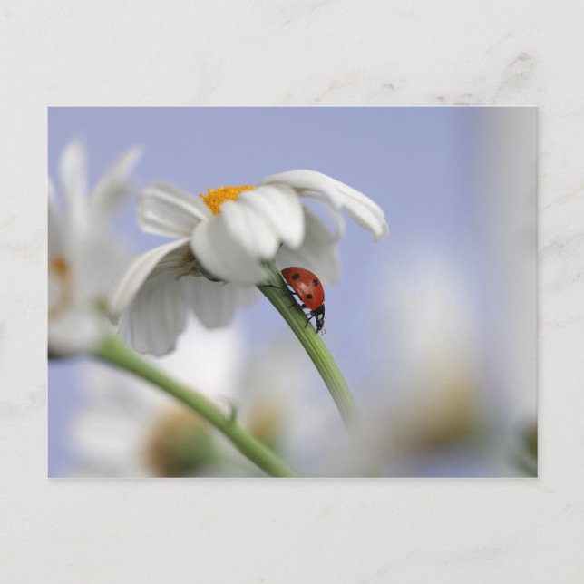 Ladybird on flower postcard (Front)
