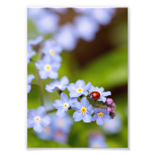 Ladybird on Forget-me-not Print 5x7"