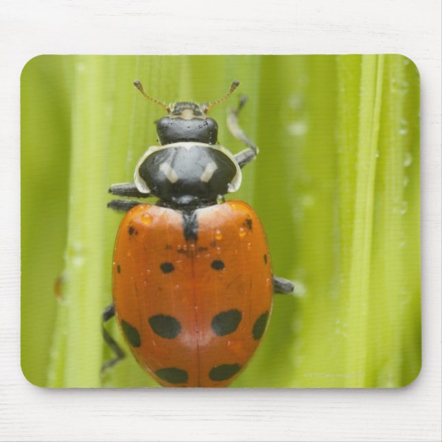Ladybird on grass, close-up mouse pad (Front)