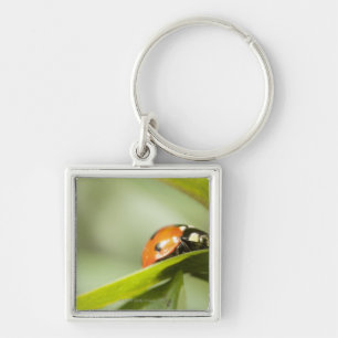 Ladybird on leaf,Ladybug on leaf Keychain