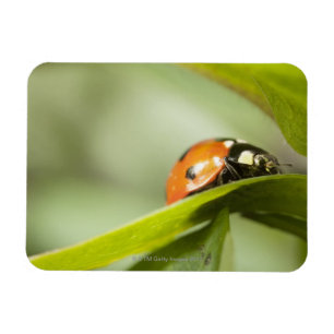Ladybird on leaf,Ladybug on leaf Magnet