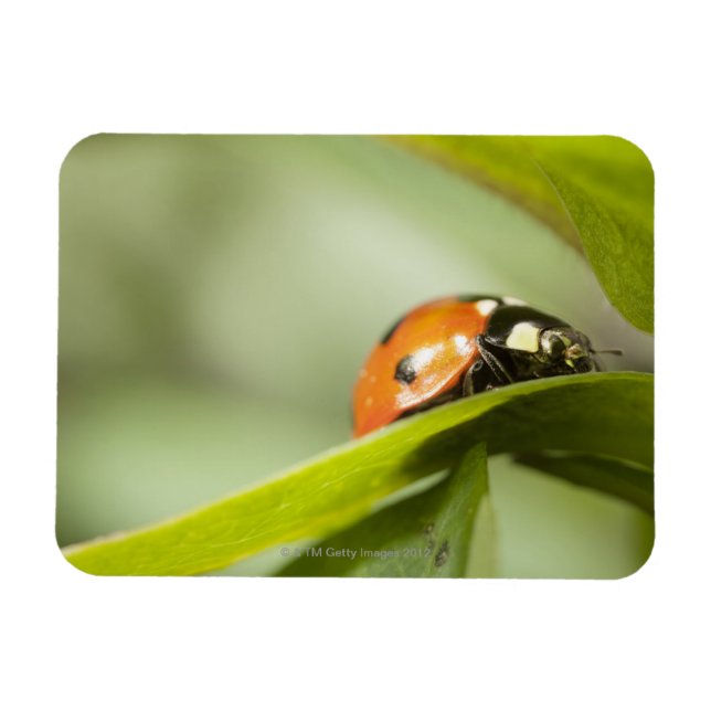 Ladybird on leaf,Ladybug on leaf Magnet (Horizontal)
