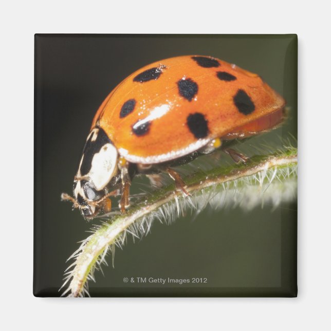 Ladybird on leaf,Ladybug on leaf Magnet (Front)