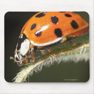 Ladybird on leaf,Ladybug on leaf Mouse Pad