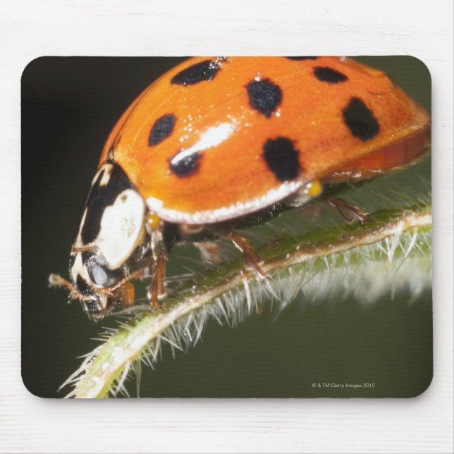 Ladybird on leaf,Ladybug on leaf Mouse Pad (Front)