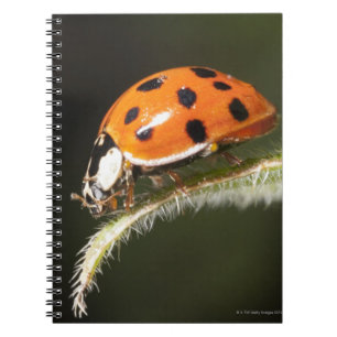 Ladybird on leaf,Ladybug on leaf Notebook