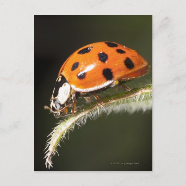 Ladybird on leaf,Ladybug on leaf Postcard (Front)
