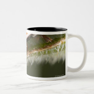 Ladybird on leaf,Ladybug on leaf Two-Tone Coffee Mug