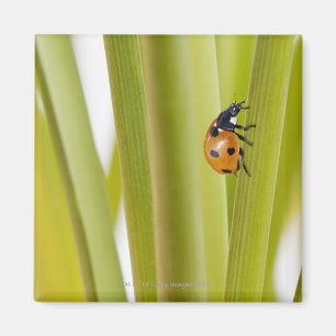 Ladybird on plant stems magnet