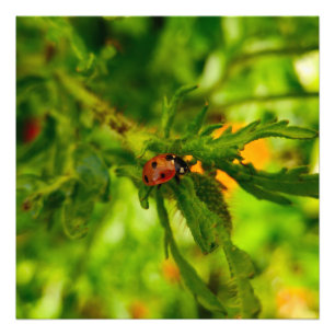 Ladybird photo print