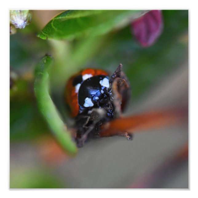 Ladybird  photo print (Front)