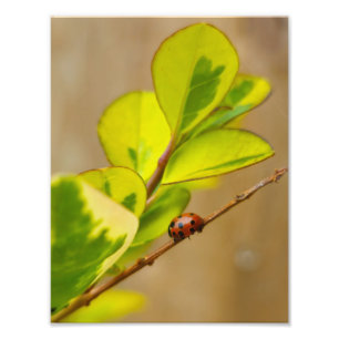 Ladybird photo print