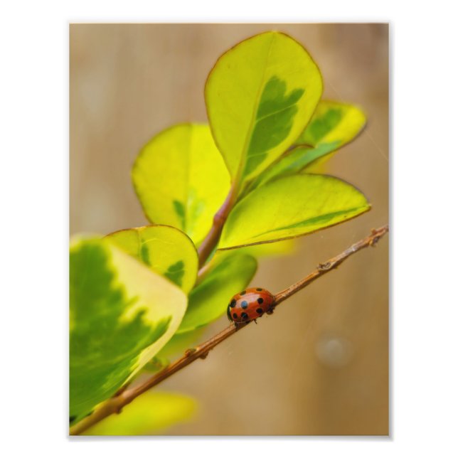 Ladybird  photo print (Front)