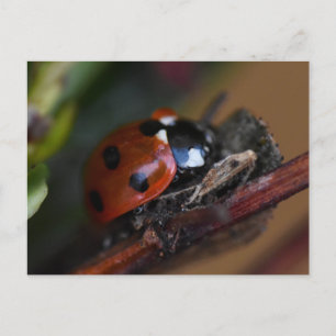 Ladybird postcard