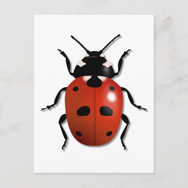 Ladybird Postcard (Front)