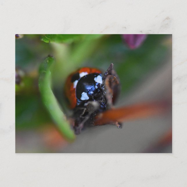 Ladybird  postcard (Front)