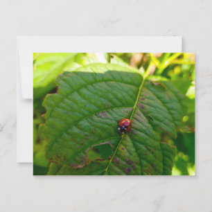 Ladybird postcard