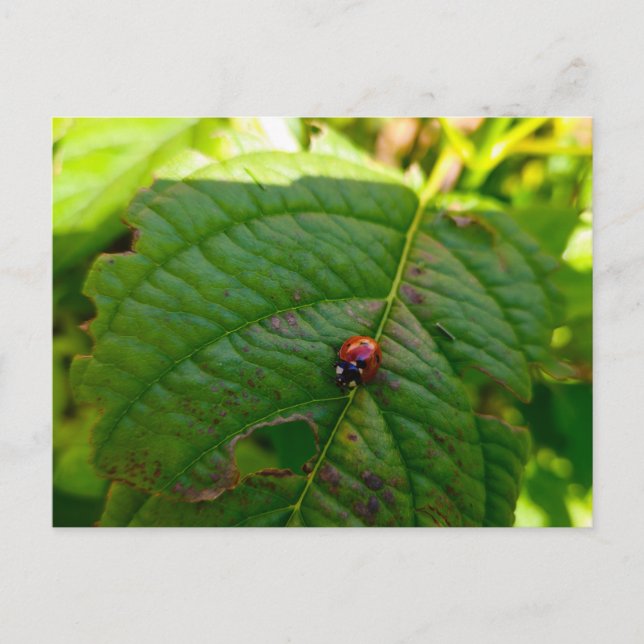 Ladybird  postcard (Front)