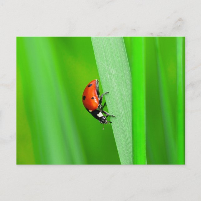 Ladybird Postcard (Front)