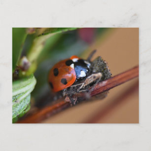 Ladybird  postcard