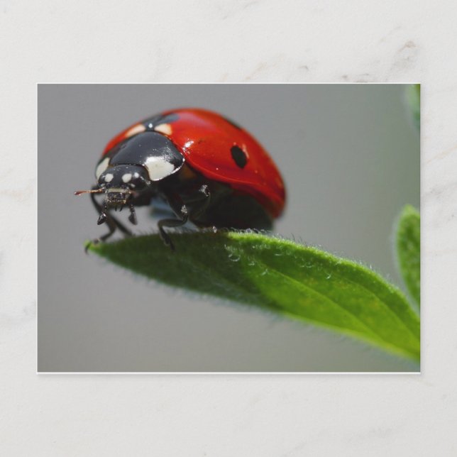 Ladybird Postcard (Front)